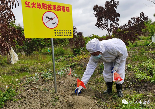 小小蚂蚁竟能致死？警惕战斗力最强的外来入侵物种—红火蚁！