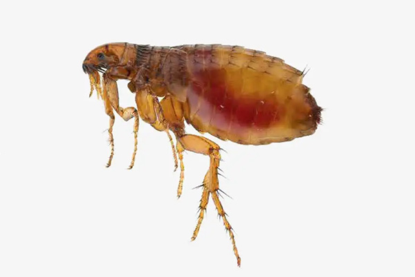 CPCO中虫协:有害生物防制之如何消灭跳蚤 CPCO中虫协:有害生物防制之如何消灭跳蚤