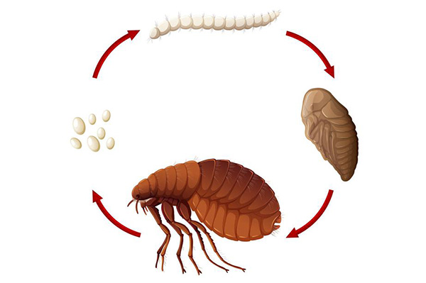 CPCO中虫协:有害生物防制之如何消灭跳蚤 CPCO中虫协:有害生物防制之如何消灭跳蚤