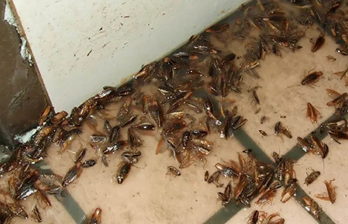 有害生物防制资质办理:办公室蟑螂该如何消灭 有害生物防制资质办理:办公室蟑螂该如何消灭