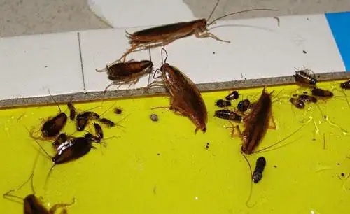 有害生物防制资质办理:办公室蟑螂该如何消灭 有害生物防制资质办理:办公室蟑螂该如何消灭