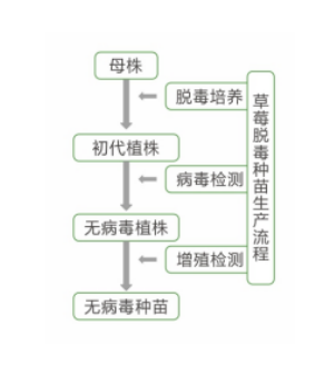 组培苗扩繁