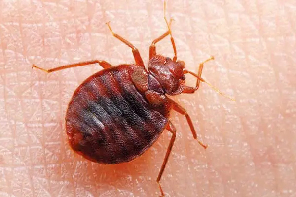 全国卫生产业企业管理协会有害生物防制分会:家里有臭虫该怎么消灭? 全国卫生产业企业管理协会有害生物防制分会:家里有臭虫该怎么消灭?