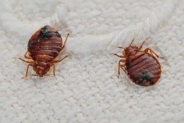 全国卫生产业企业管理协会有害生物防制分会:家里有臭虫该怎么消灭? 全国卫生产业企业管理协会有害生物防制分会:家里有臭虫该怎么消灭?