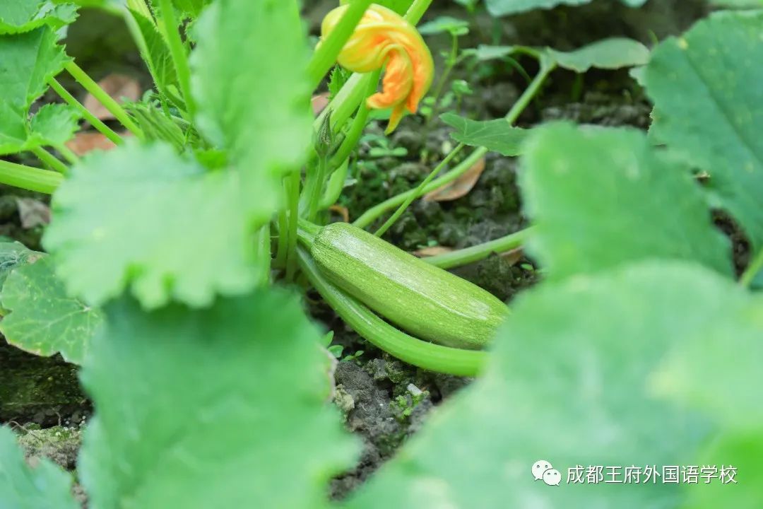 王府最美四月天，人生繁花竞自开|亲爱的家长，请您查收4月校长来信