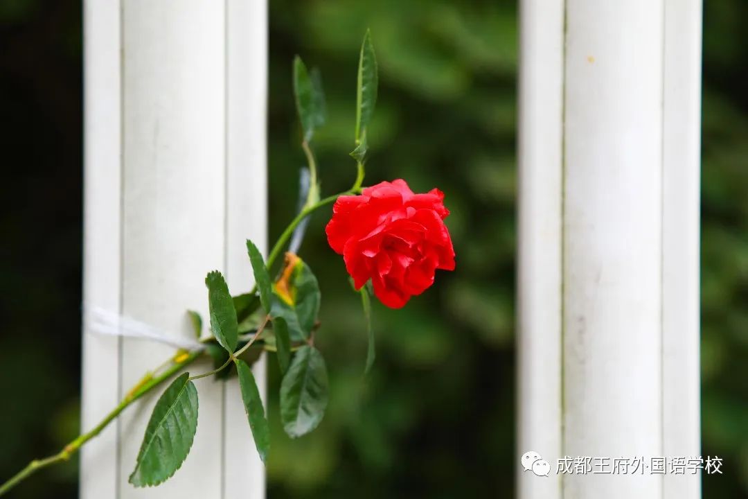王府最美四月天，人生繁花竞自开|亲爱的家长，请您查收4月校长来信