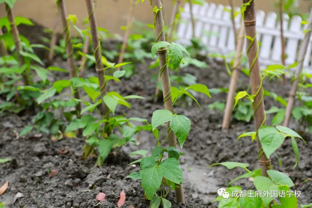 王府最美四月天，人生繁花竞自开|亲爱的家长，请您查收4月校长来信