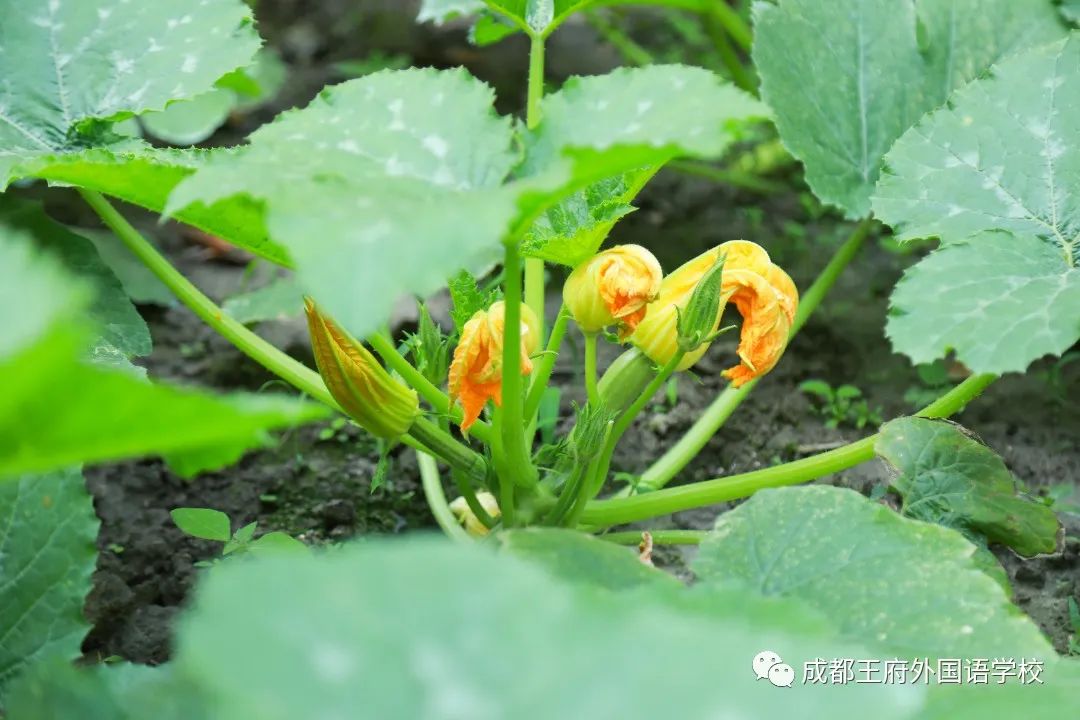春光烂漫翠荫红，王府最美四月天 | 一所花园学校，给你好看