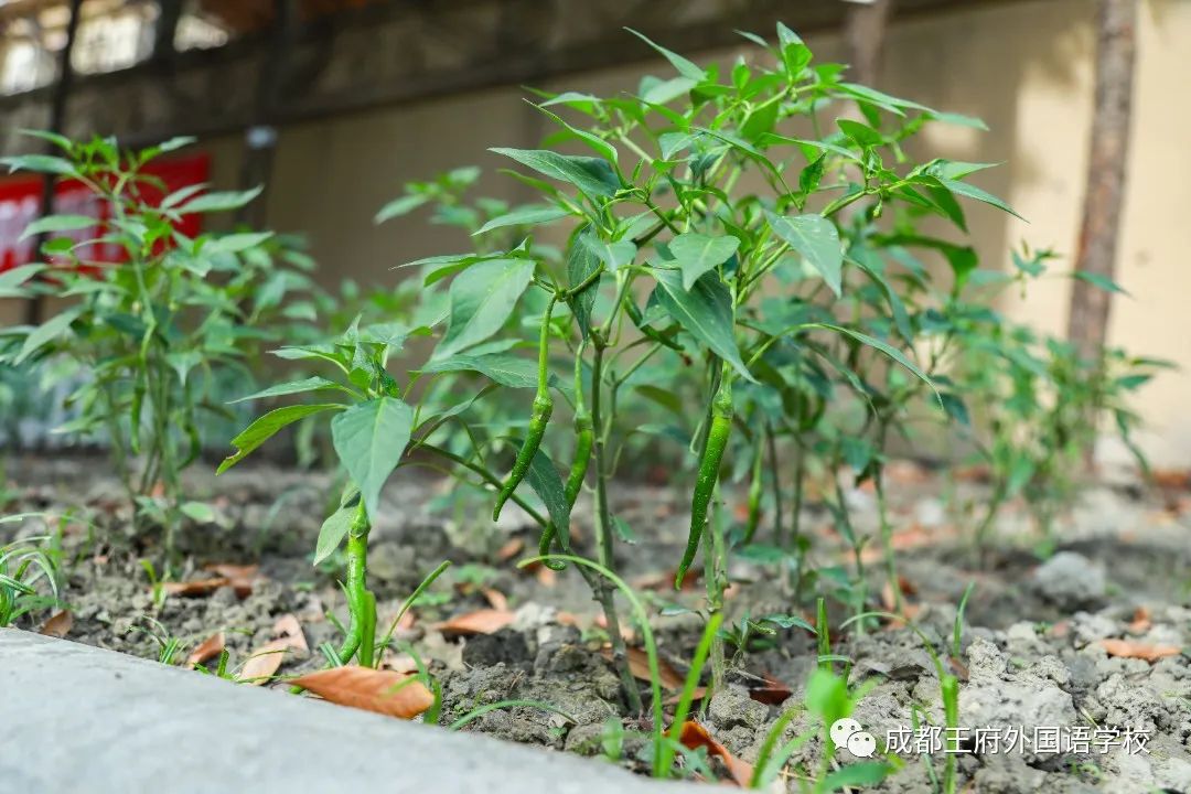 春光烂漫翠荫红，王府最美四月天 | 一所花园学校，给你好看