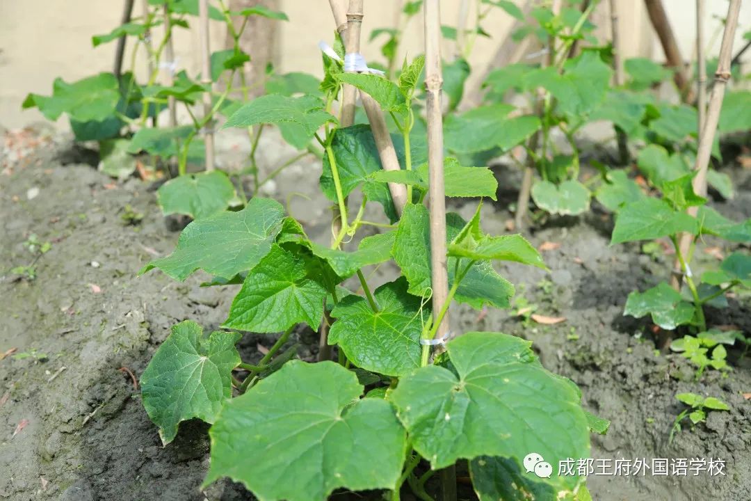 春光烂漫翠荫红，王府最美四月天 | 一所花园学校，给你好看