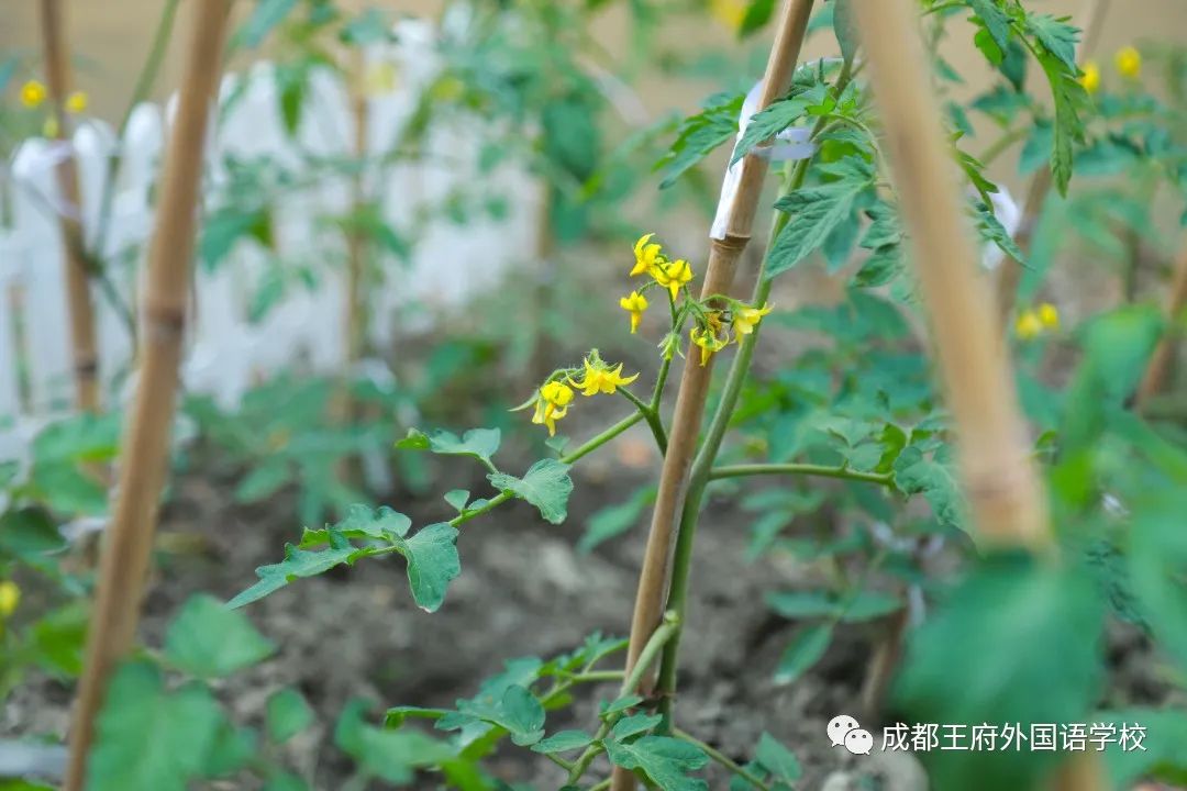 春光烂漫翠荫红，王府最美四月天 | 一所花园学校，给你好看