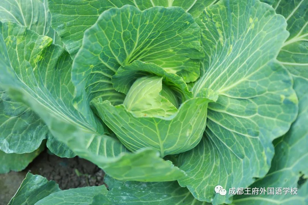 春光烂漫翠荫红，王府最美四月天 | 一所花园学校，给你好看