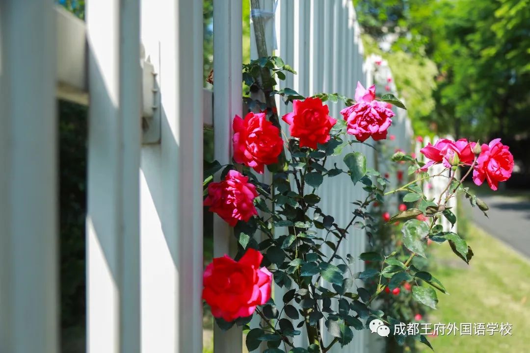 春光烂漫翠荫红，王府最美四月天 | 一所花园学校，给你好看