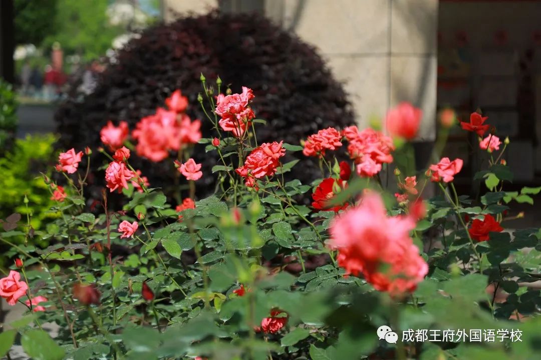 春光烂漫翠荫红，王府最美四月天 | 一所花园学校，给你好看