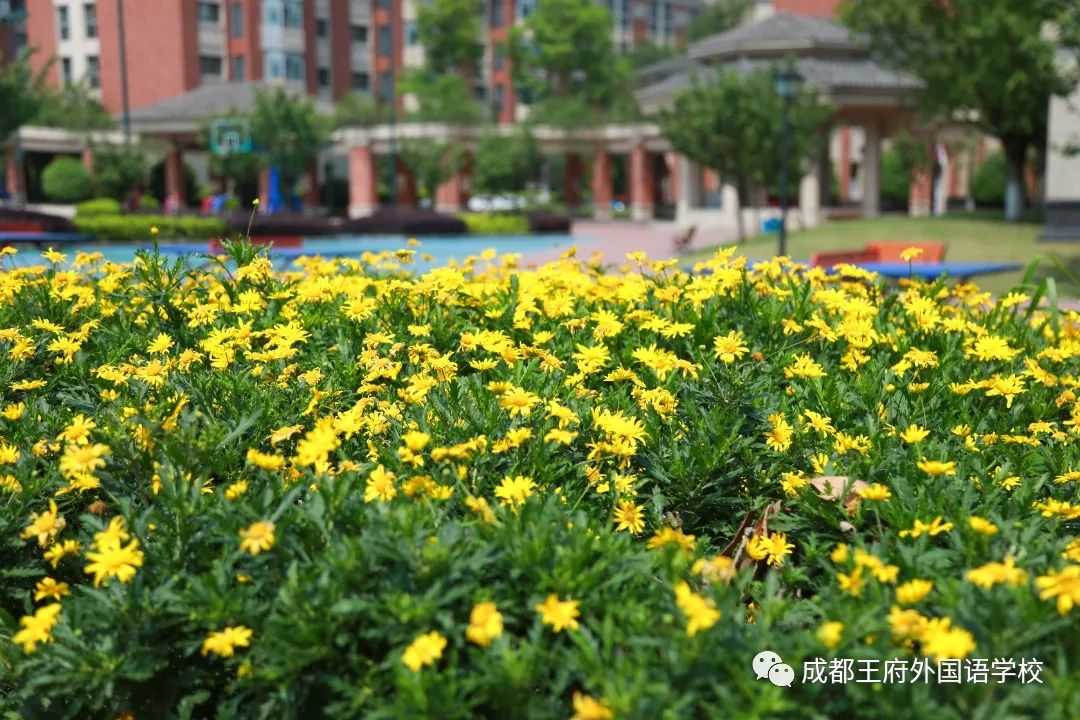 春光烂漫翠荫红，王府最美四月天 | 一所花园学校，给你好看