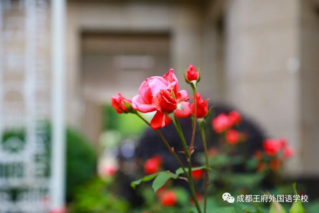 春光烂漫翠荫红，王府最美四月天 | 一所花园学校，给你好看