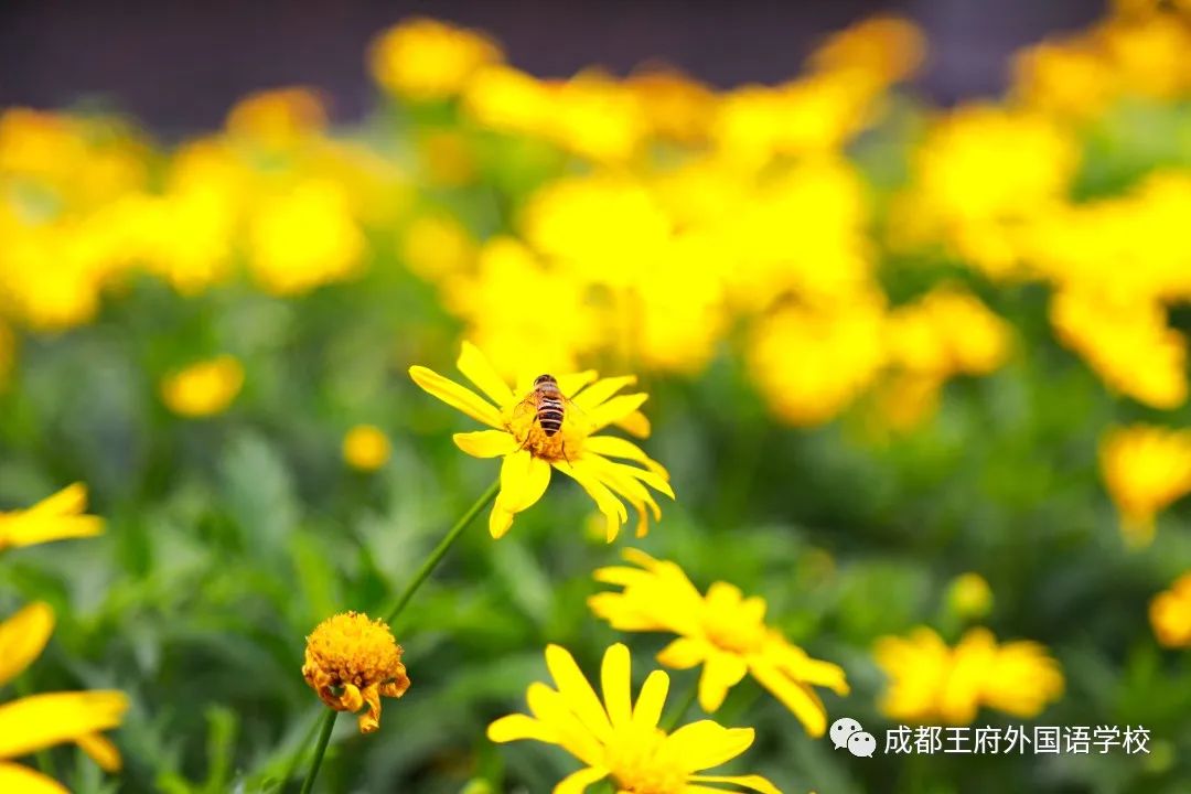 春光烂漫翠荫红，王府最美四月天 | 一所花园学校，给你好看