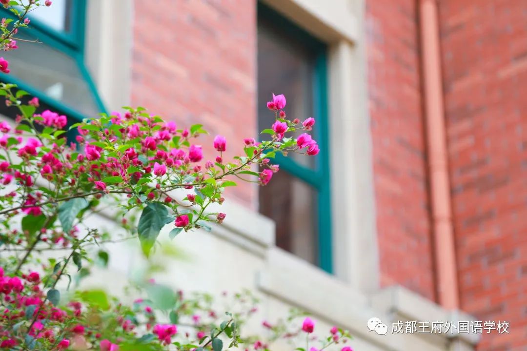春光烂漫翠荫红，王府最美四月天 | 一所花园学校，给你好看