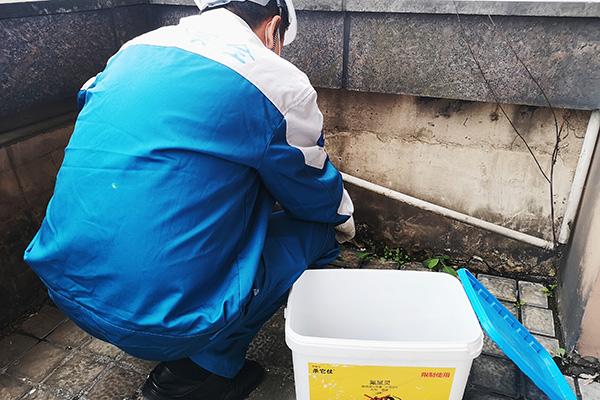 灭鼠资质办理:老鼠的日常防范举措有哪些? 灭鼠资质办理:老鼠的日常防范举措有哪些?