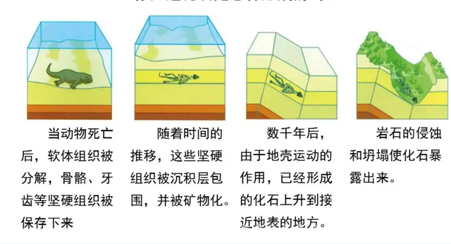 交配时1对乌龟惨变化石,最尴尬的是,4700万年后还得被人围观 交配时1对乌龟惨变化石,最尴尬的是,4700万年后还得被人围观
