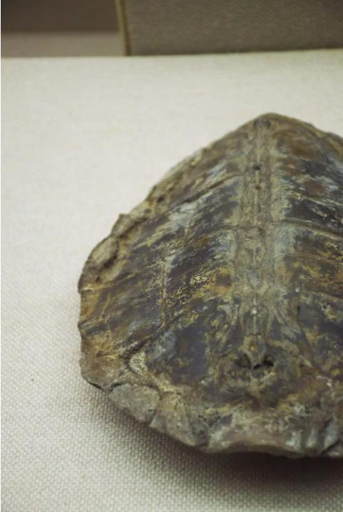 交配时1对乌龟惨变化石,最尴尬的是,4700万年后还得被人围观 交配时1对乌龟惨变化石,最尴尬的是,4700万年后还得被人围观