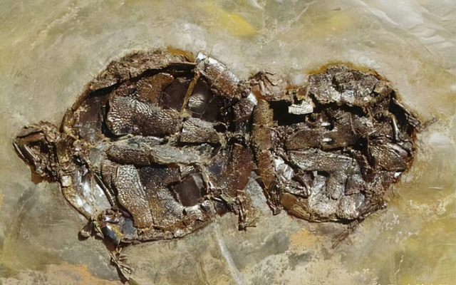 交配时1对乌龟惨变化石,最尴尬的是,4700万年后还得被人围观 交配时1对乌龟惨变化石,最尴尬的是,4700万年后还得被人围观