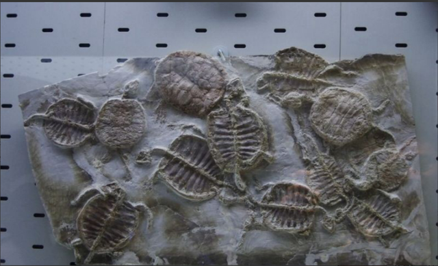 交配时1对乌龟惨变化石,最尴尬的是,4700万年后还得被人围观 交配时1对乌龟惨变化石,最尴尬的是,4700万年后还得被人围观