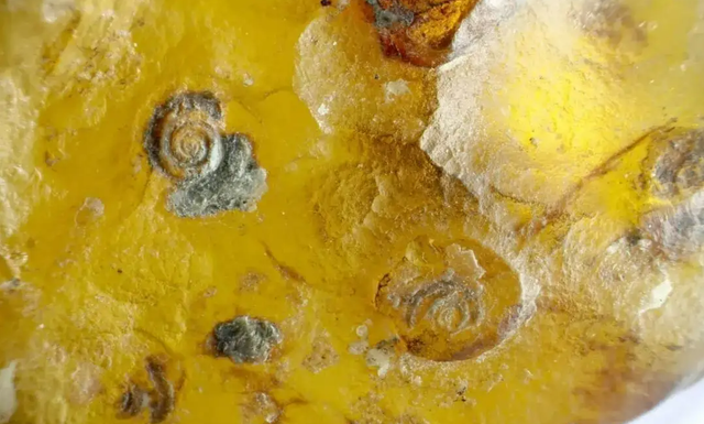 交配时1对乌龟惨变化石,最尴尬的是,4700万年后还得被人围观 交配时1对乌龟惨变化石,最尴尬的是,4700万年后还得被人围观
