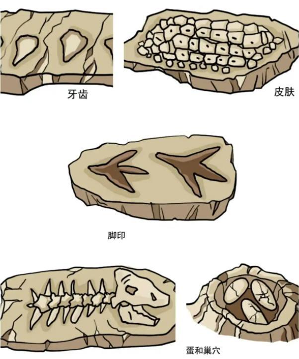 交配时1对乌龟惨变化石,最尴尬的是,4700万年后还得被人围观 交配时1对乌龟惨变化石,最尴尬的是,4700万年后还得被人围观