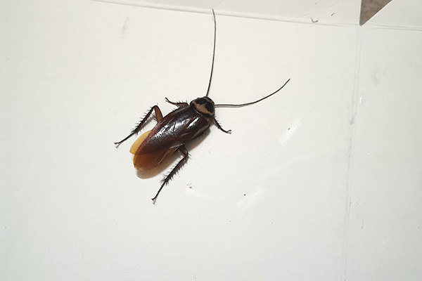 有害生物防制资质办理:为什么蟑螂消灭后很容易又会复发 有害生物防制资质办理:为什么蟑螂消灭后很容易又会复发