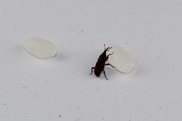 有害生物防制资质办理:防治米虫的几个小技巧 有害生物防制资质办理:防治米虫的几个小技巧