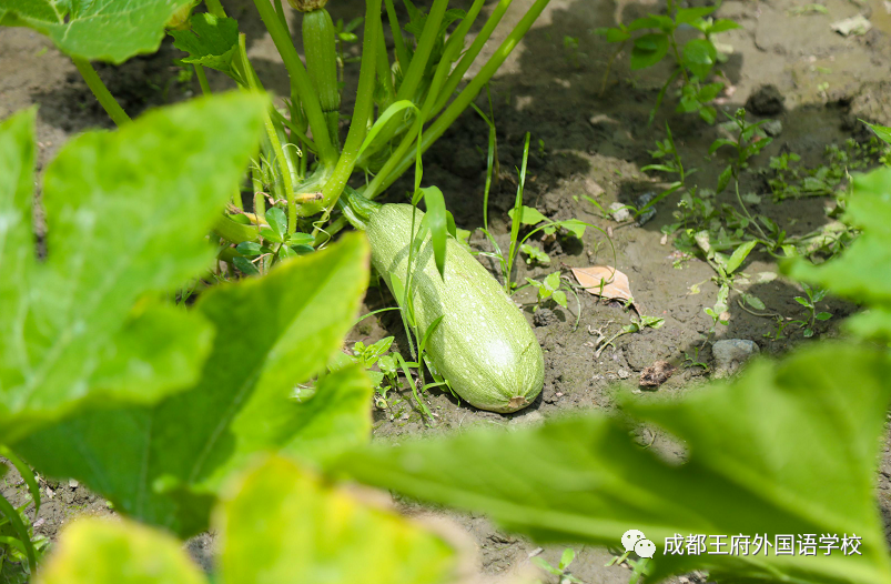 劳动教育课程 | 王府万象“耕”新，学生收获满满