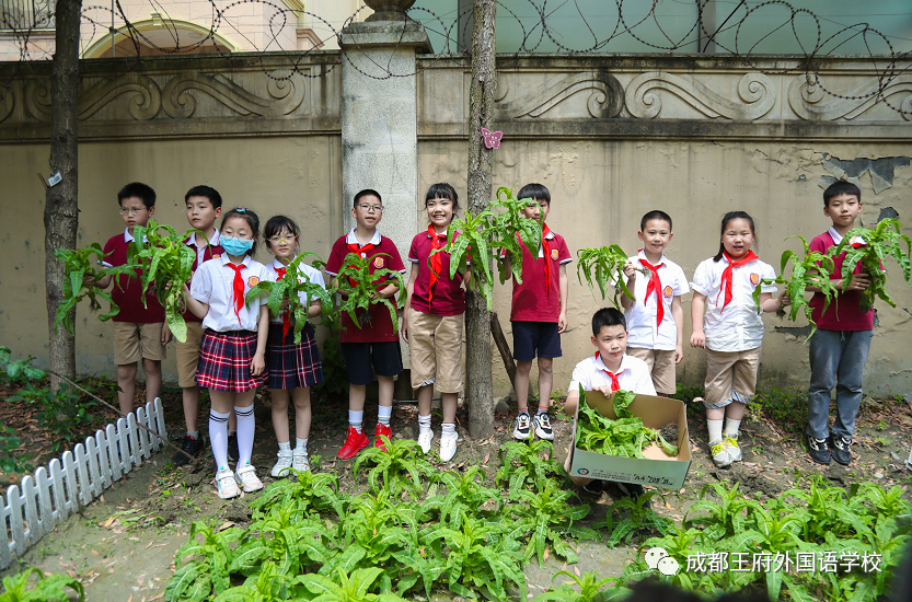 劳动教育课程 | 王府万象“耕”新，学生收获满满