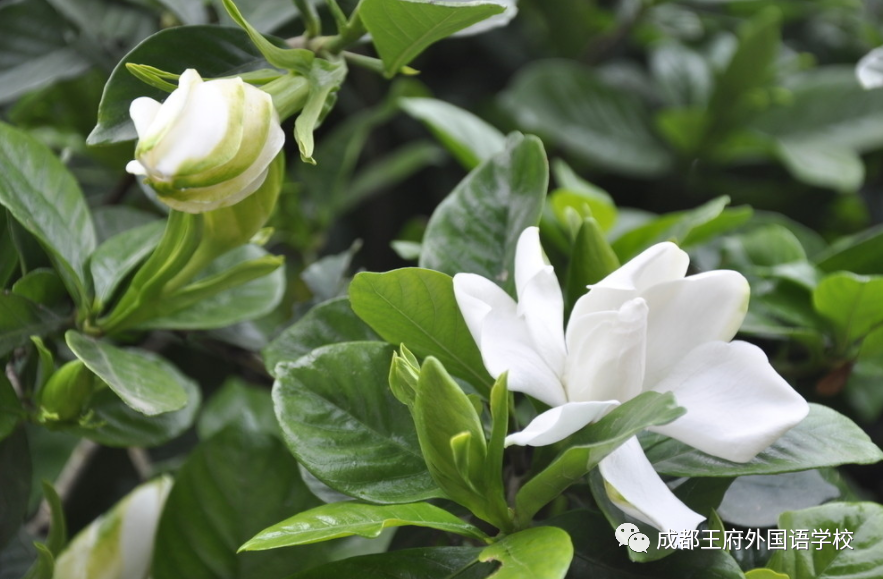 行而不辍，未来可期|亲爱的家长，请您查收6月校长来信