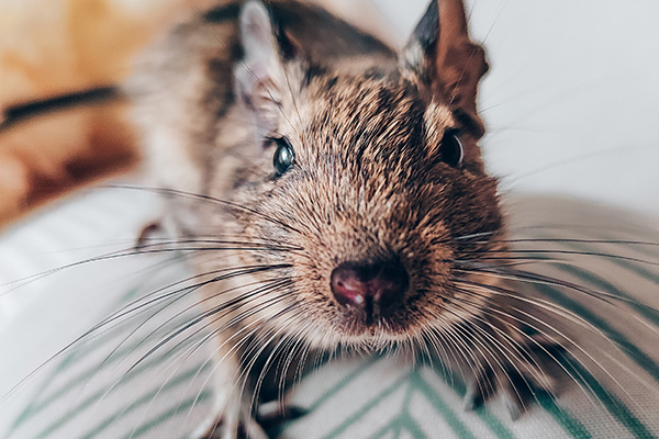 夏天老鼠在家中活动猖獗该怎么办? 夏天老鼠在家中活动猖獗该怎么办?