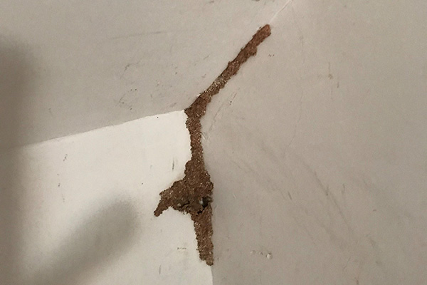 发现白蚁后千万不能掉以轻心，应尽早进行防治