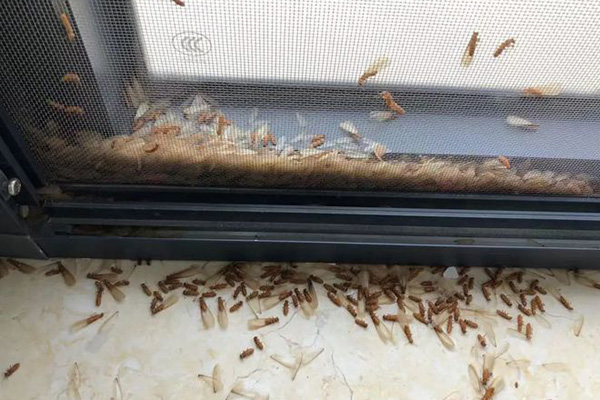为什么要防治白蚁,防治白蚁有哪些好办法? 为什么要防治白蚁,防治白蚁有哪些好办法?
