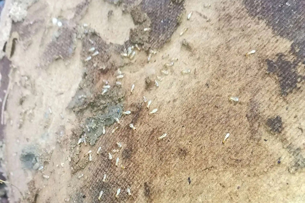 白蚁有什么危害,怎样才能有效消灭掉白蚁? 白蚁有什么危害,怎样才能有效消灭掉白蚁?