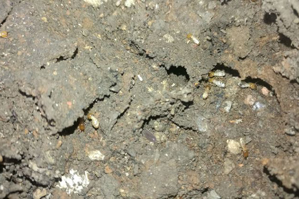 白蚁有什么危害,怎样才能有效消灭掉白蚁? 白蚁有什么危害,怎样才能有效消灭掉白蚁?