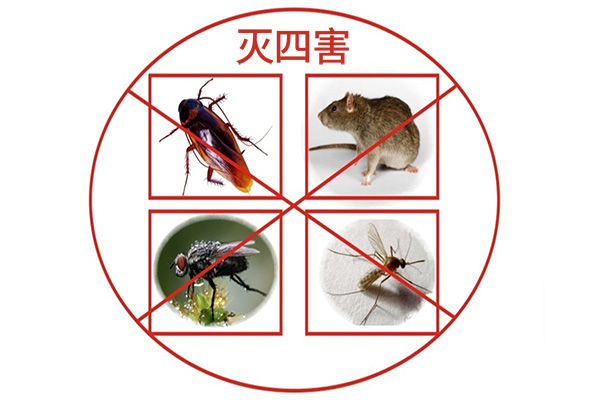 公共场所遭遇病媒生物侵袭怎么办,如何才能有效防治? 公共场所遭遇病媒生物侵袭怎么办,如何才能有效防治?