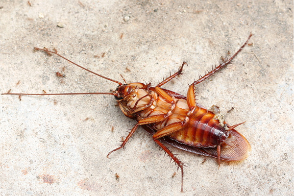 公共场所遭遇病媒生物侵袭怎么办,如何才能有效防治? 公共场所遭遇病媒生物侵袭怎么办,如何才能有效防治?
