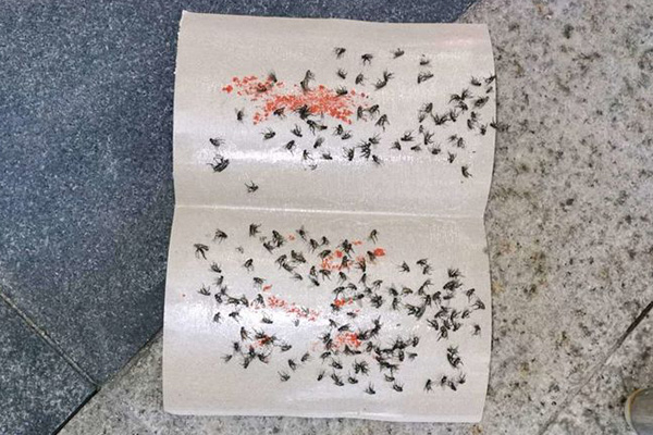 夏天厨房苍蝇太多怎么办,如何才能消灭它们? 夏天厨房苍蝇太多怎么办,如何才能消灭它们?
