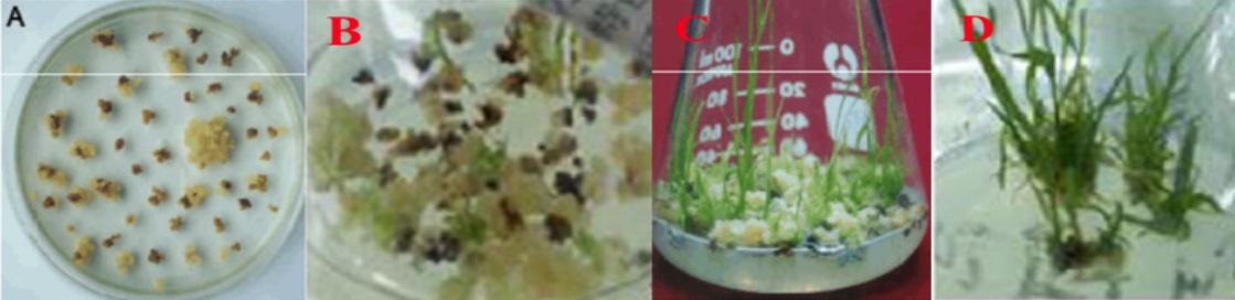 水稻遗传转化