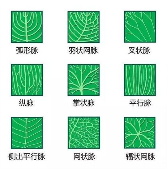 超全植物形态图解,教你速成植物小达人!(珍藏版) 超全植物形态图解,教你速成植物小达人!(珍藏版)
