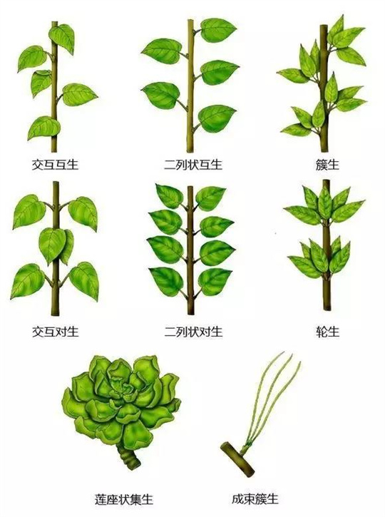 超全植物形态图解,教你速成植物小达人!(珍藏版) 超全植物形态图解,教你速成植物小达人!(珍藏版)