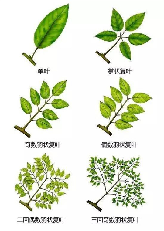 超全植物形态图解,教你速成植物小达人!(珍藏版) 超全植物形态图解,教你速成植物小达人!(珍藏版)