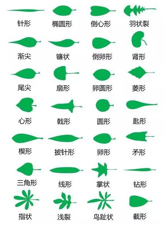 超全植物形态图解,教你速成植物小达人!(珍藏版) 超全植物形态图解,教你速成植物小达人!(珍藏版)