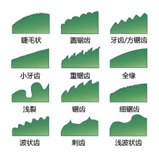 超全植物形态图解,教你速成植物小达人!(珍藏版) 超全植物形态图解,教你速成植物小达人!(珍藏版)