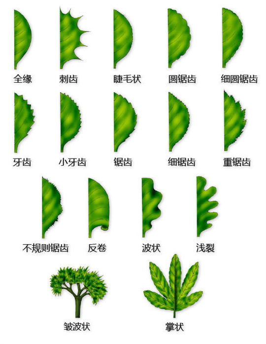 超全植物形态图解,教你速成植物小达人!(珍藏版) 超全植物形态图解,教你速成植物小达人!(珍藏版)