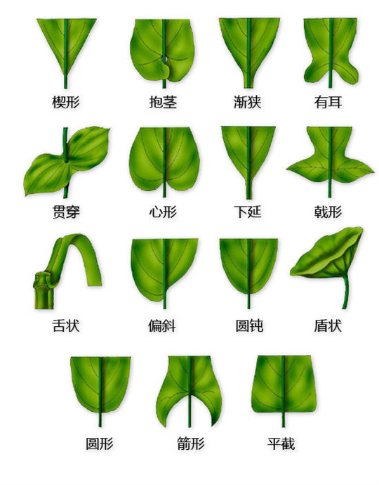 超全植物形态图解,教你速成植物小达人!(珍藏版) 超全植物形态图解,教你速成植物小达人!(珍藏版)